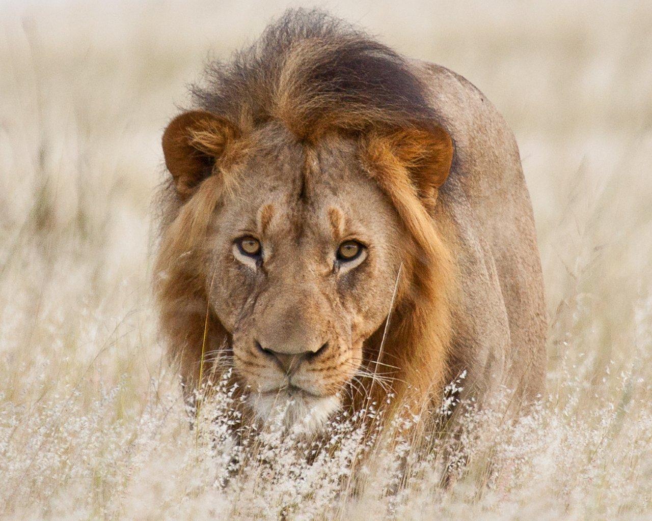 Africa Lion John X Safaris