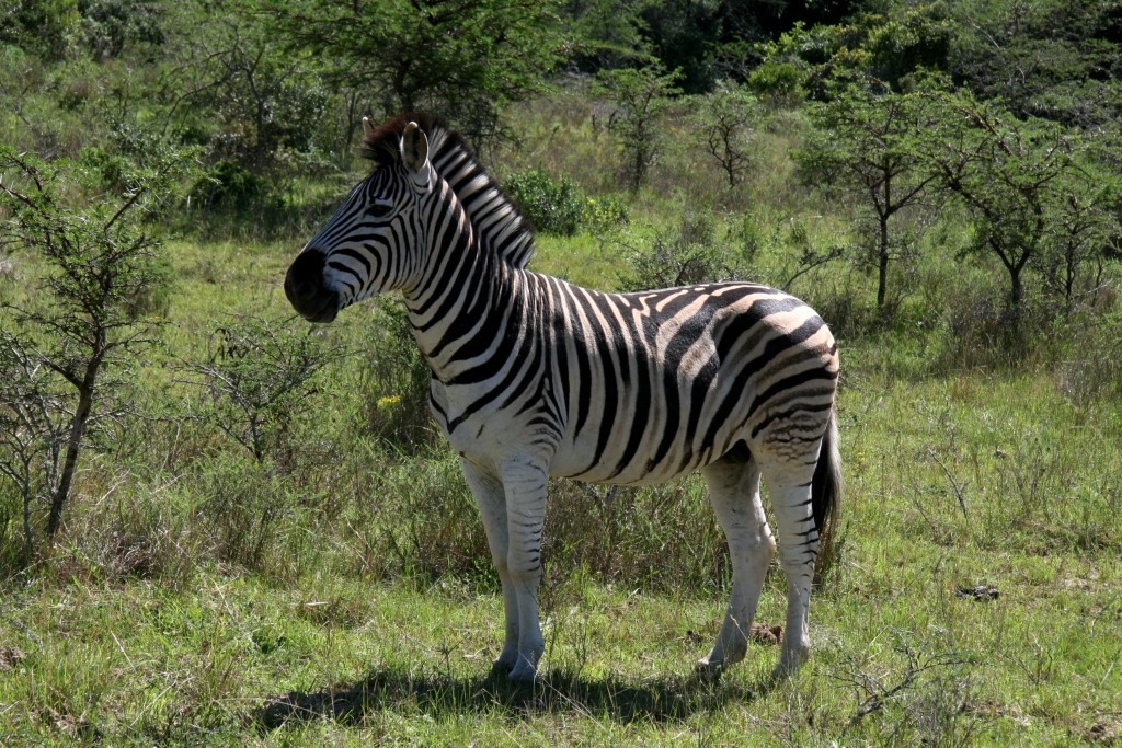 IMG_2394 John X Safaris