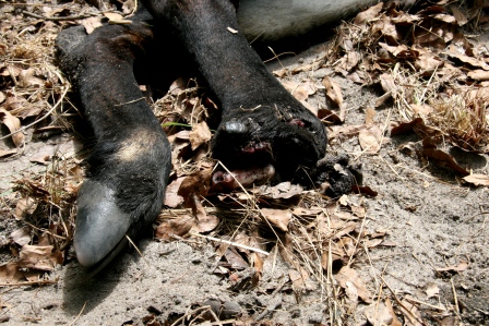 Sable Bull