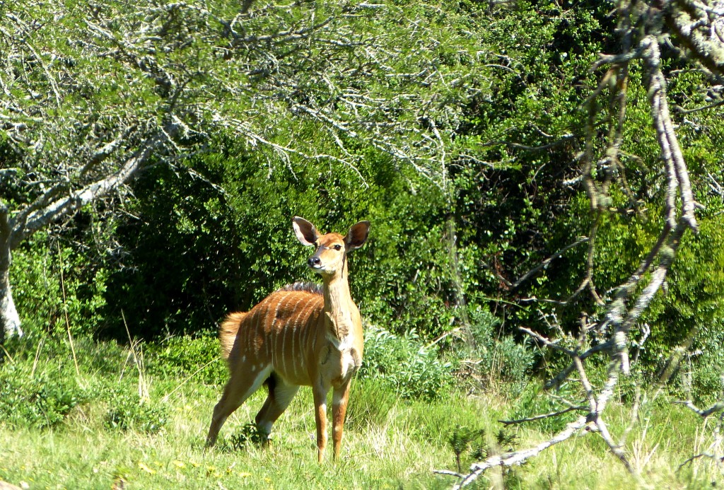 P1010870 John X Safaris