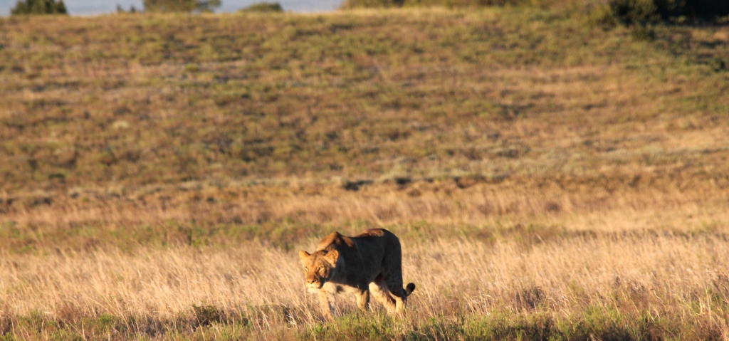 IMG_0480 John X Safaris