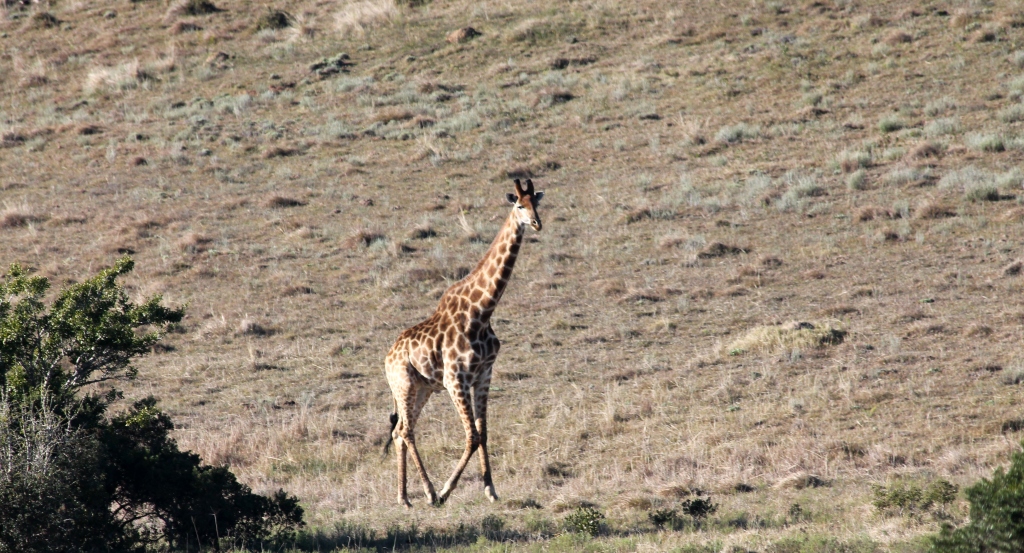IMG_0516 John X Safaris