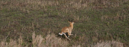 Common Reedbuck