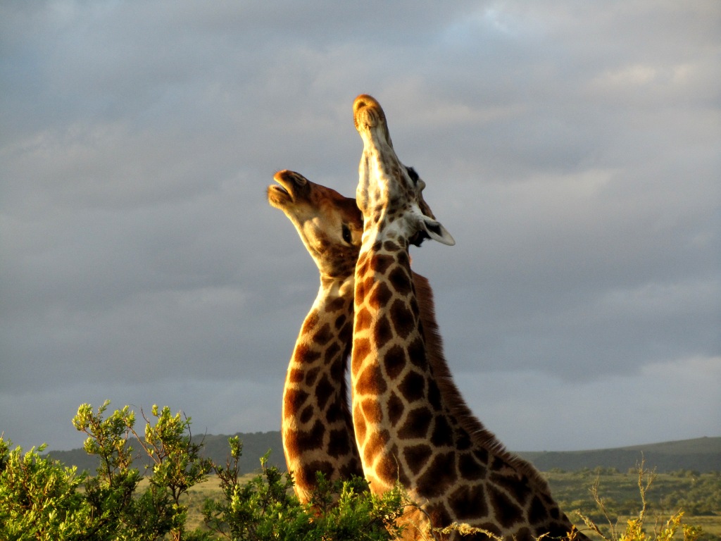 Giraffes John X Safaris