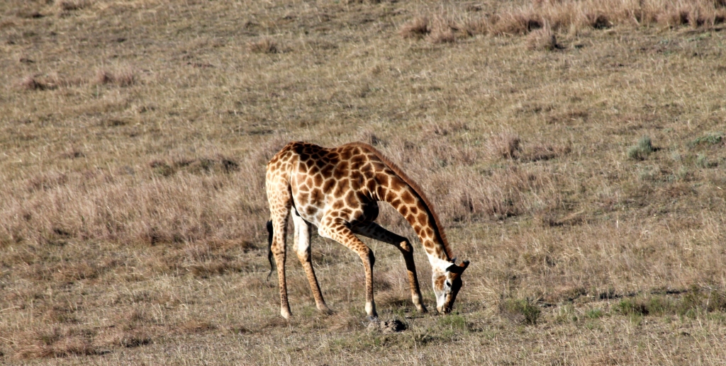 IMG_0522 John X Safaris