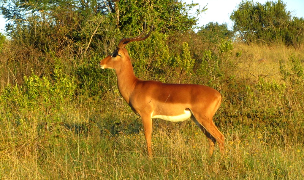 Impala John X Safaris