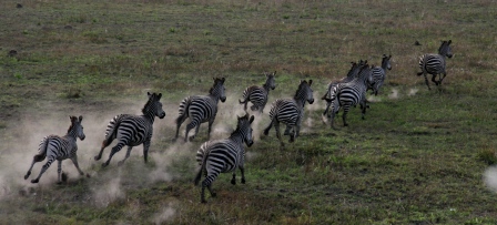 Zebra