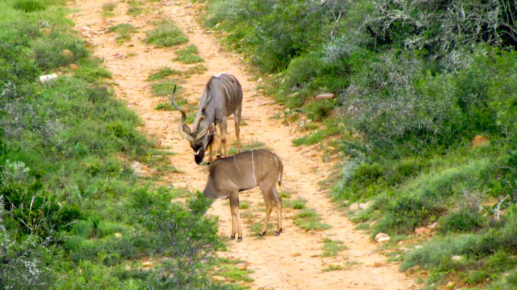 STOUT_14_1 John X Safaris