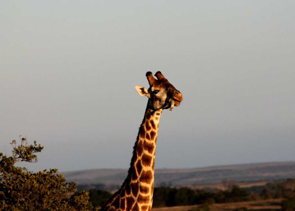 IMG_0558 John X Safaris
