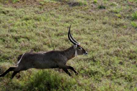 Waterbuck