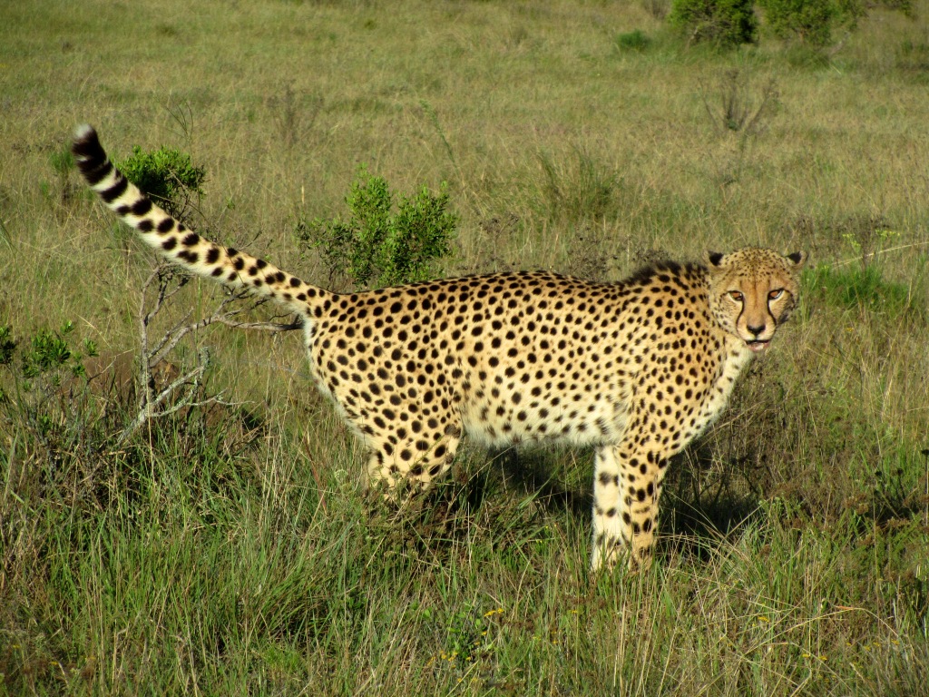 Cheetah John X Safaris