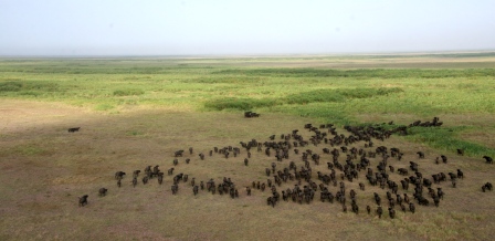 Cape Buffalo