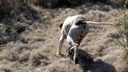 Buck Part 2 11 John X Safaris
