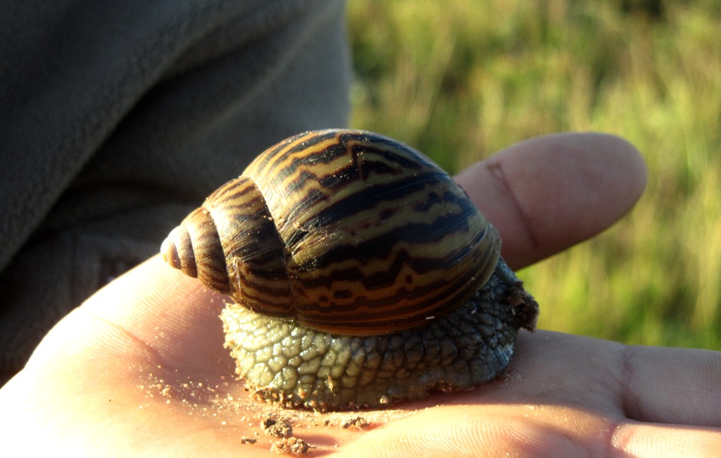 Snails John X Safaris