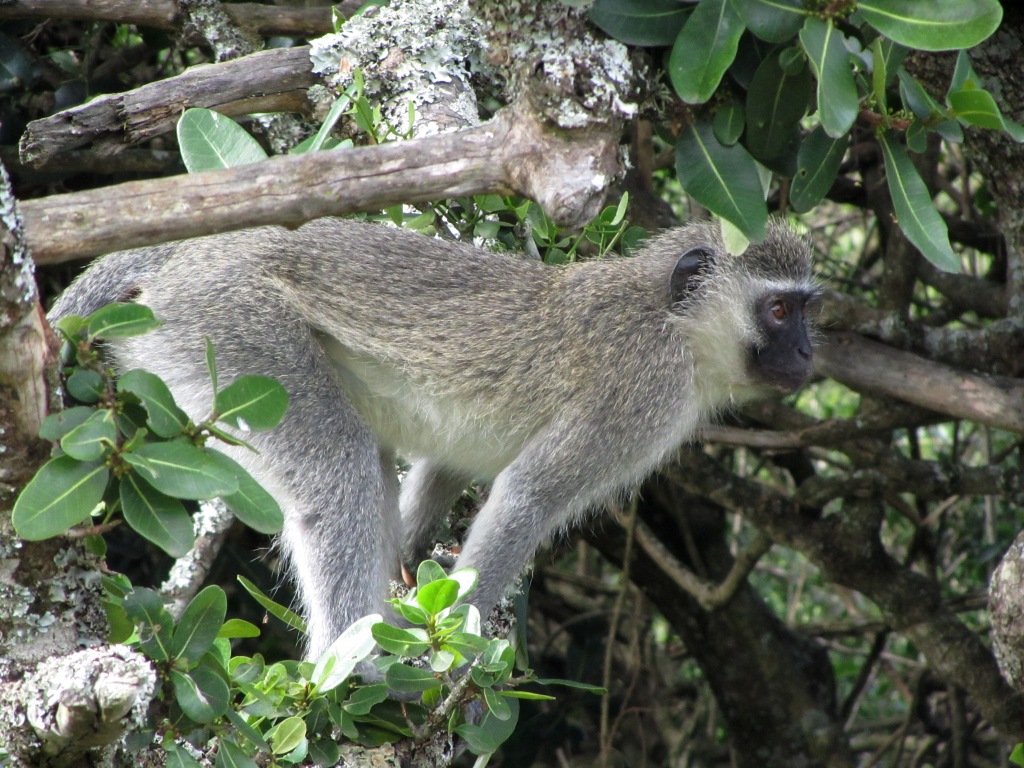 Vervet Monkeys John X Safaris