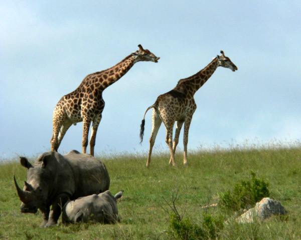 John X Safaris