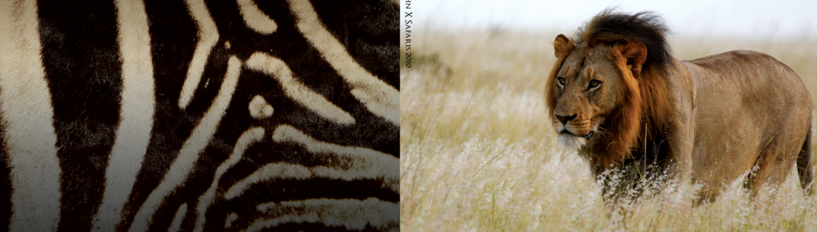 John X Safaris