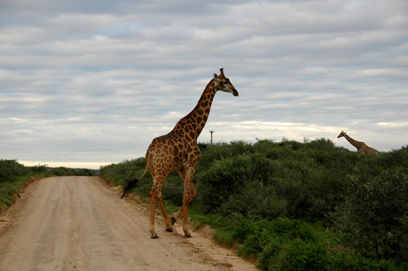John X Safaris