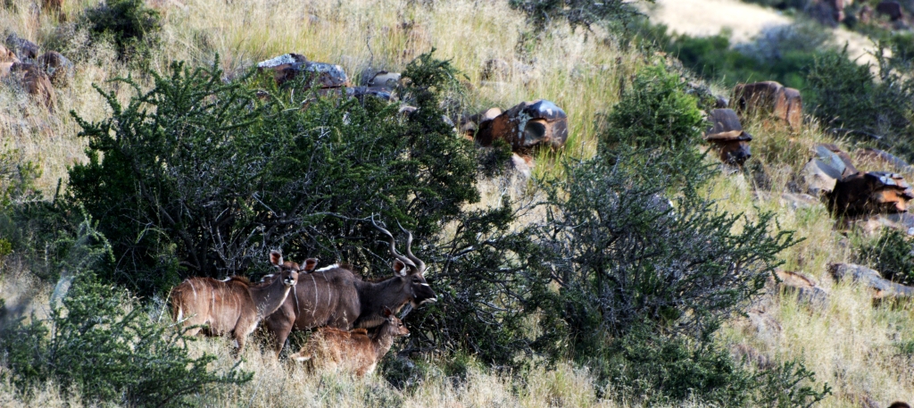 DSC_0017 John X Safaris