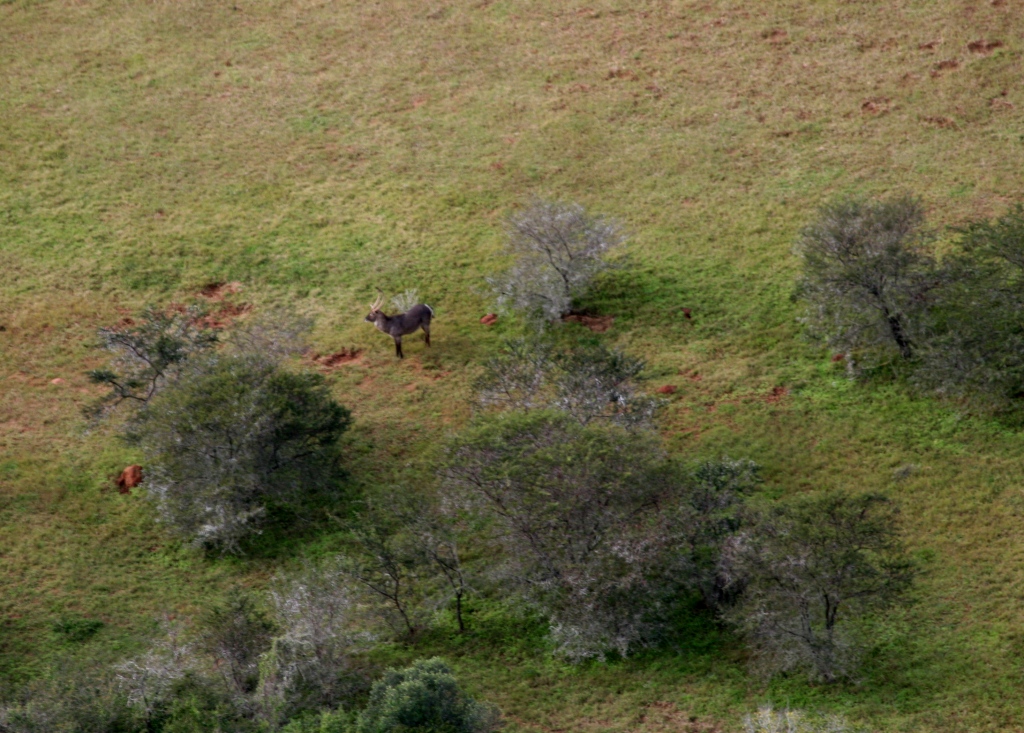Waterbuck John X Safaris
