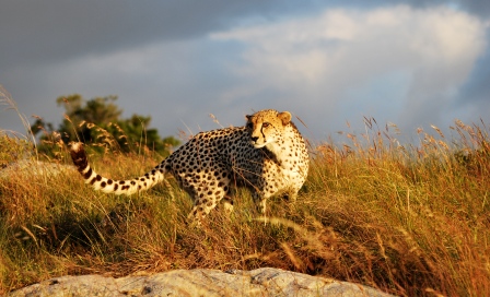 Cheetah Cheetah