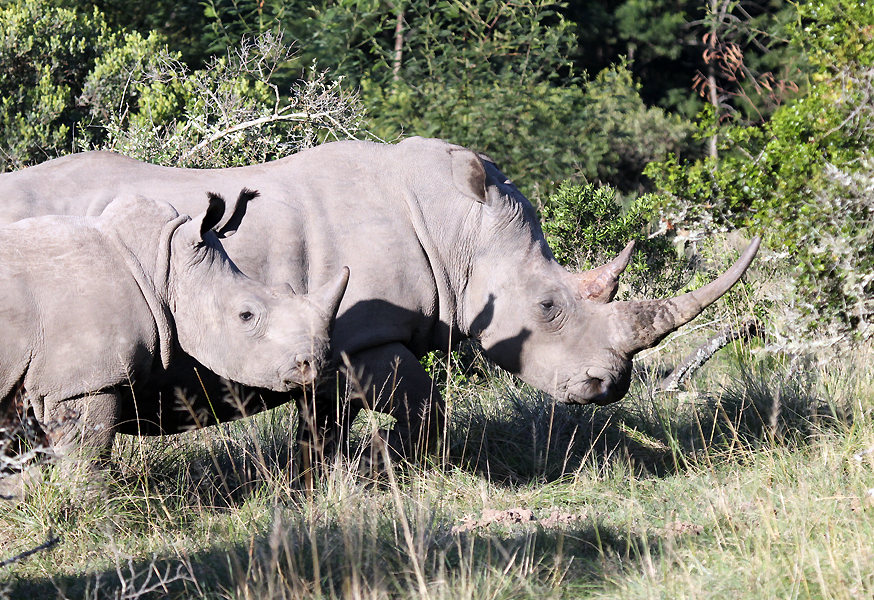 Rhinos Rhinos