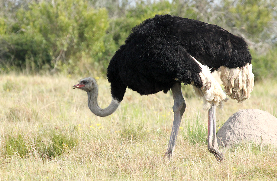 Ostrich Ostrich
