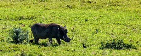 P1000227 John X Safaris