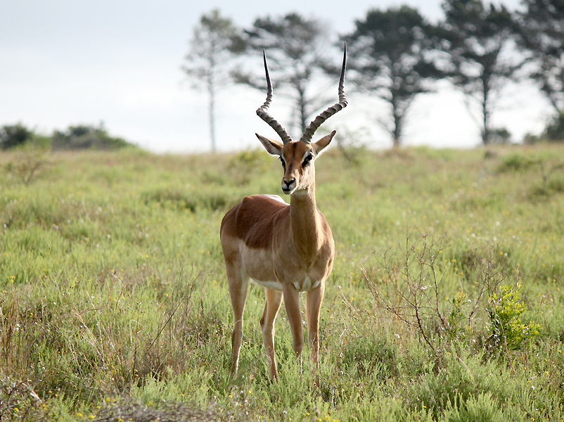 Implala Bull Impala Bull