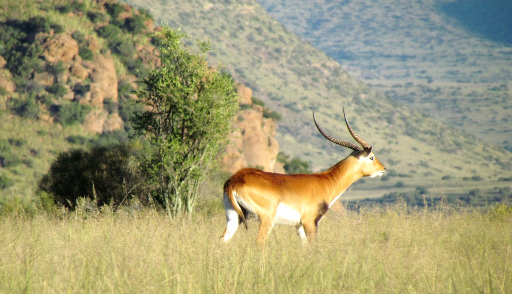 IMG_0549 John X Safaris