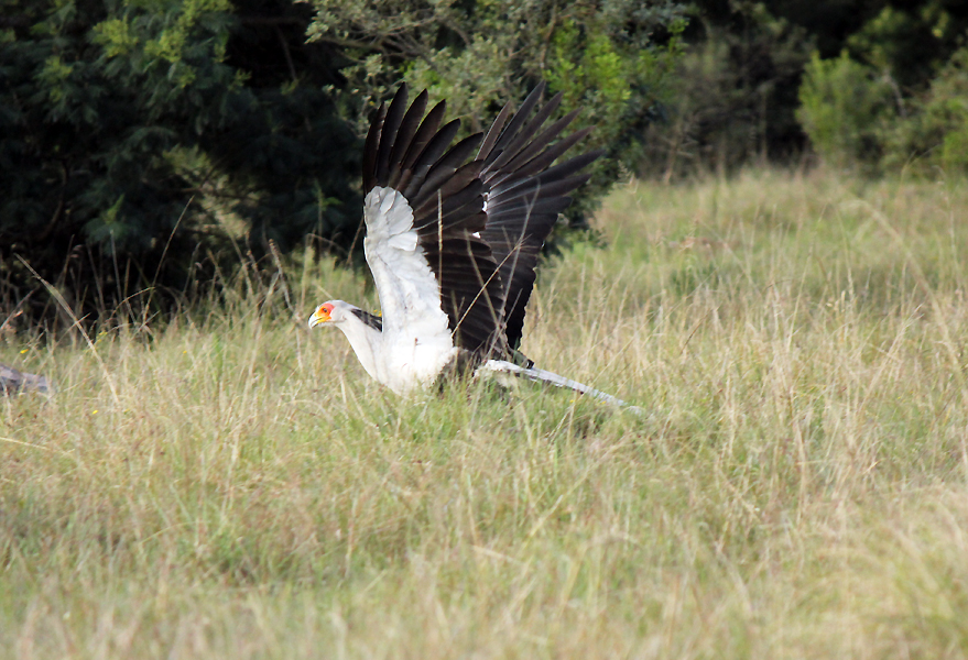 Secretary Bird Secretary Bird