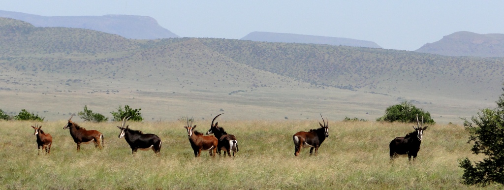 DSC01366 John X Safaris