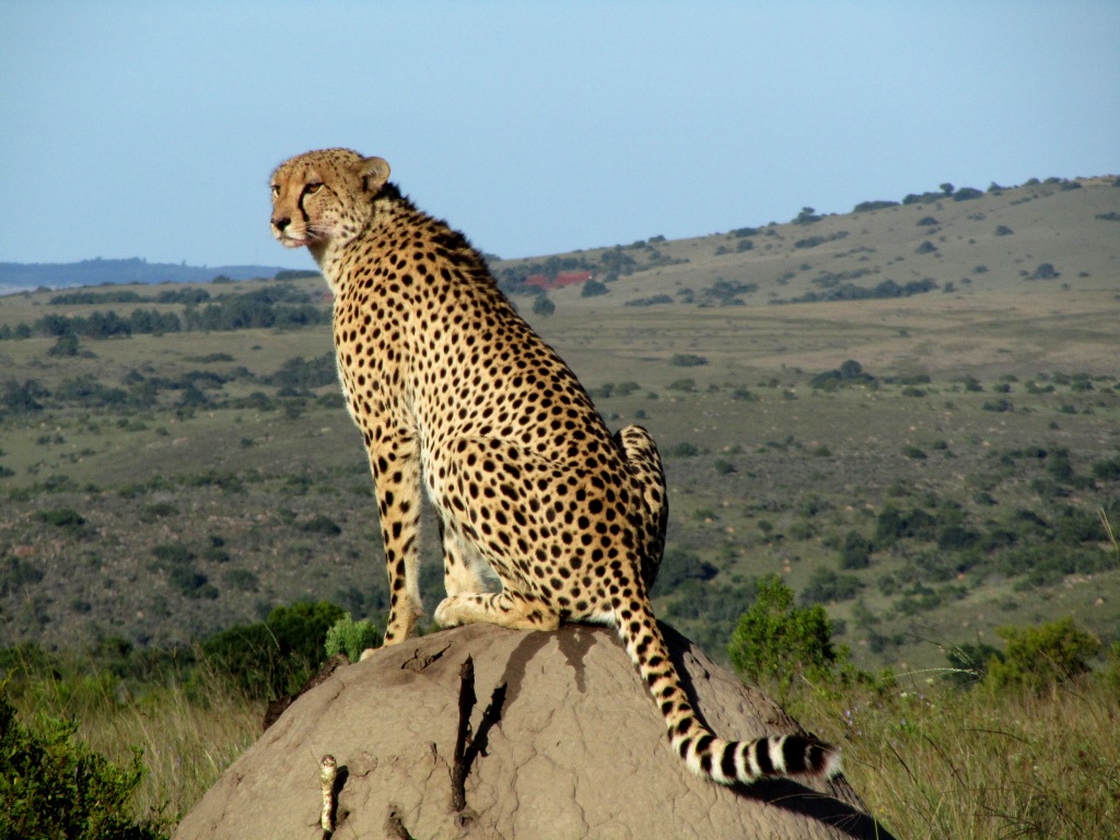 Thorpe_18 John X Safaris