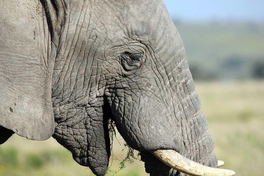 Elephant Elephant