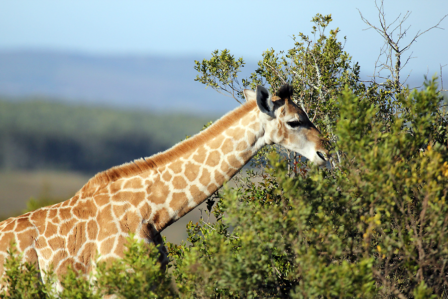 Giraffe Giraffe