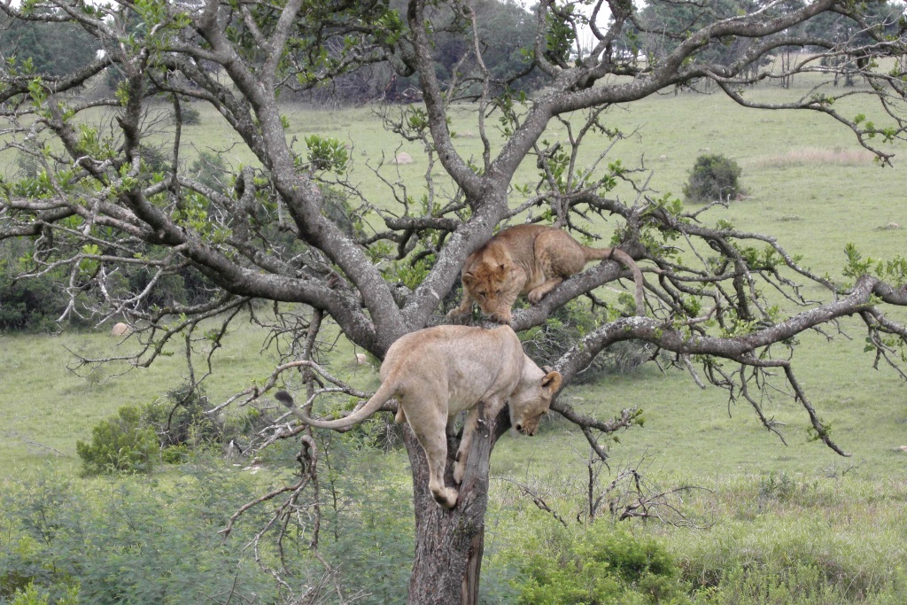 lion2 John X Safaris
