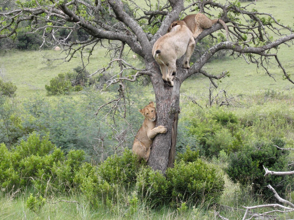 lion3 John X Safaris