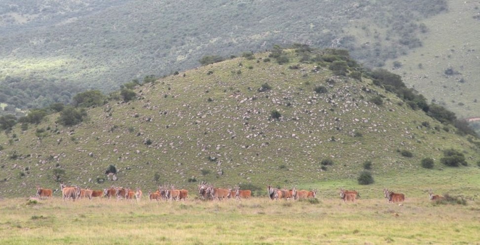 John X Safaris