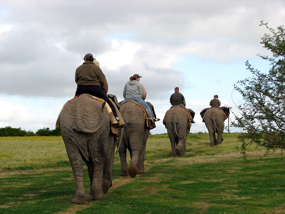 Elephant Rides Elephant Rides