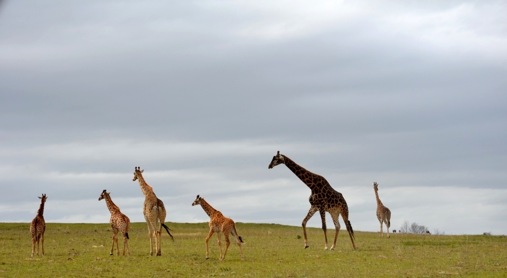 giraffe
