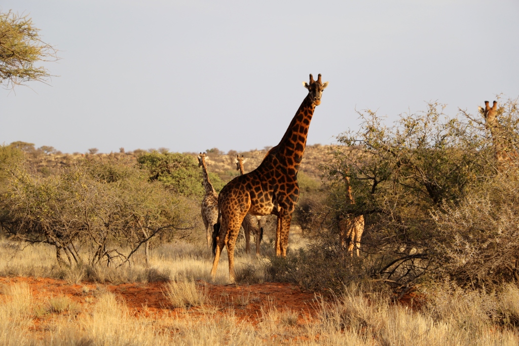 john x safaris