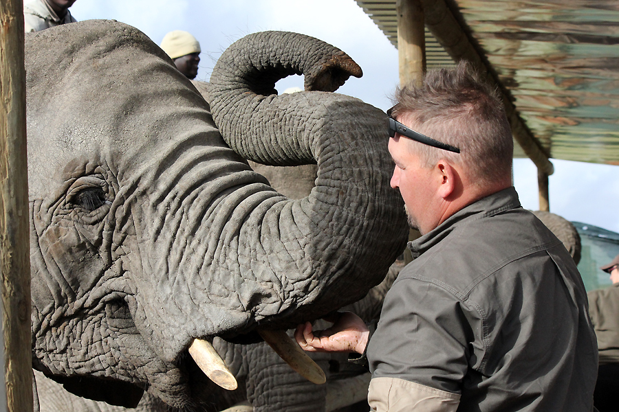 Feeding the Elephants Feeding the Elephants