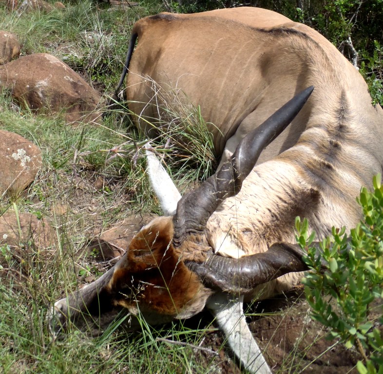 John X Safaris