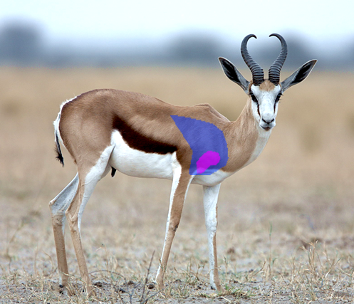John X Safaris