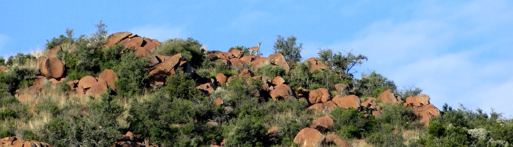 Klipspringer on Rocks Photo_17 John X Safaris