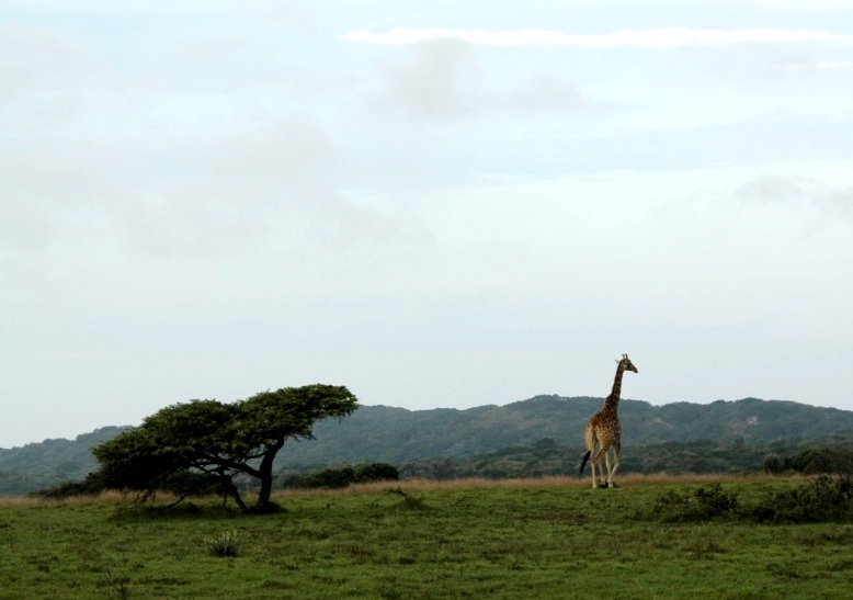 John X Safaris