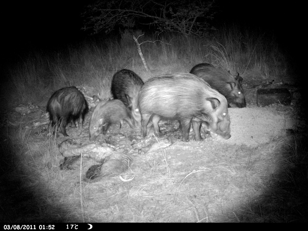 Photos By Trail Camera John X Safaris