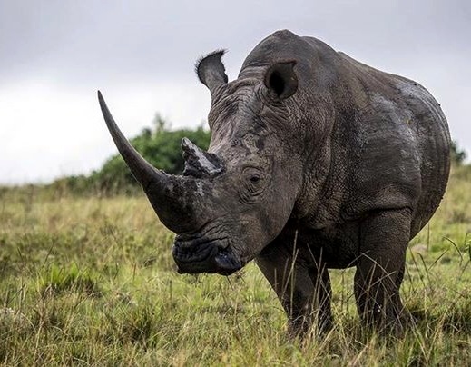 John X Safaris