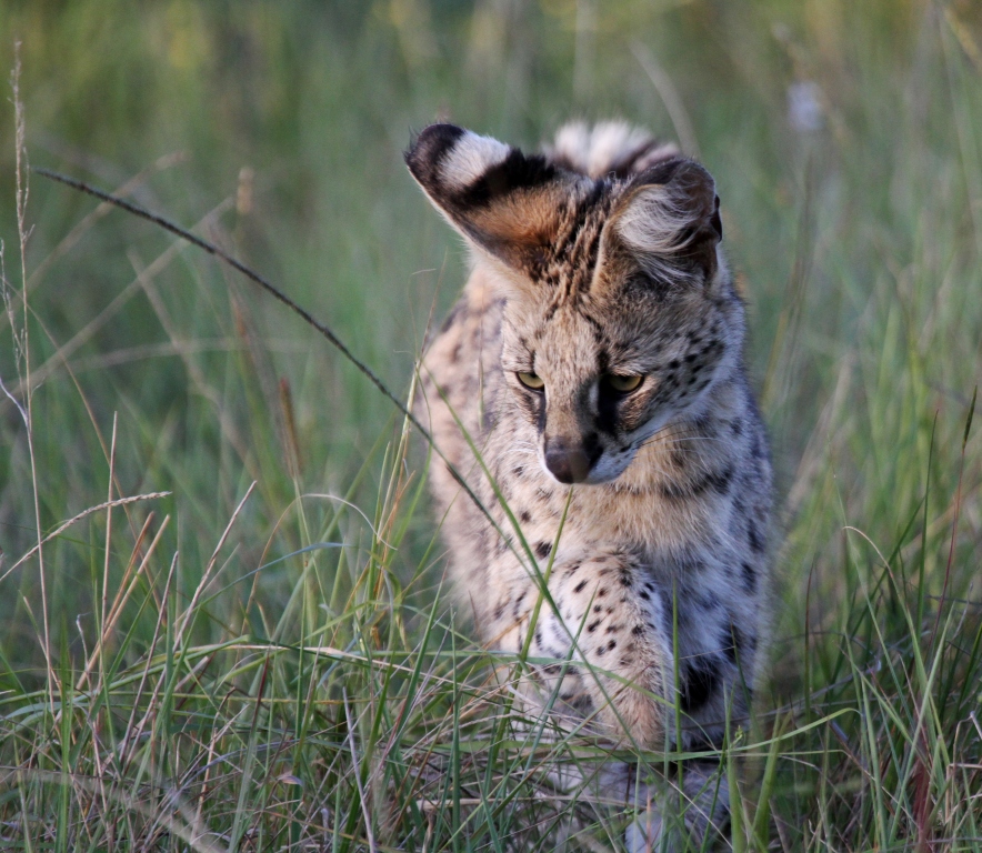 Images such as these are now a daily occurrence at Lalibela - nowhere else in Africa will one view Serval this often and at such close quarters. The future now looks better than ever before for our thriving Serval project - every single hunter who took part in this initiative can feel proud of a truly successful project.
