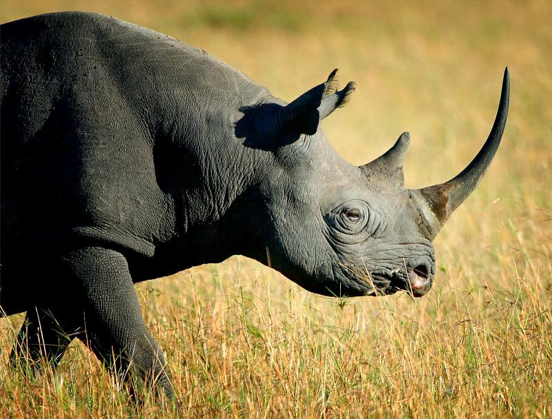 John X Safaris